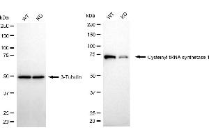 Western blotting analysis using cysteinyl-tRNA synthetase 1 antibody (ABIN7800919). (Recombinant Cysteinyl-TRNA Synthetase 1 anticorps)