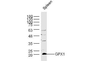 Mouse spleen lysates probed with Rabbit Anti-GPX1 Polyclonal Antibody, Unconjugated  at 1:300 overnight at 4˚C. (Glutathione Peroxidase 1 anticorps  (AA 51-150))