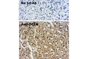 Immunohistochemistry (IHC) image for anti-Occludin (OCLN) (C-Term) antibody (ABIN7273069) (Occludin anticorps  (C-Term))