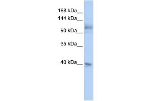WB Suggested Anti-MSH2 Antibody Titration:  0. (MSH2 anticorps  (N-Term))