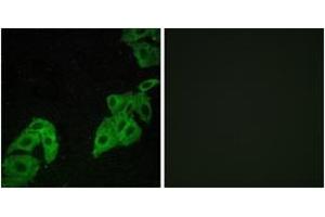 Immunofluorescence (IF) image for anti-Olfactory Receptor, Family 4, Subfamily C, Member 3 (OR4C3) (AA 196-245) antibody (ABIN2891000) (OR4C3 anticorps  (AA 196-245))