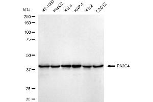 Western blotting analysis using PA2G4 antibody (ABIN7799917). (Recombinant PA2G4 anticorps)
