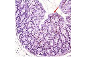 Immunohistochemical staining of mouse gut using anti-IDO (mouse), pAb . (IDO1 anticorps)