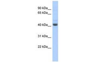 Image no. 1 for anti-PBX/knotted 1 Homeobox 1 (PKNOX1) (AA 215-264) antibody (ABIN6740367)