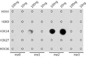 Dot-blot analysis of all sorts of methylation peptides using DiMethyl-Histone H3-K14 antibody (ABIN7267679) at 1:1000 dilution.