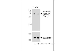 Western blot analysis of lysates from Hela cell line, untreated or treated with Alkaline phosphatase, 1 hours, using 458828101 (ABIN6243696 and ABIN6578910) (upper) or Beta-actin (lower). (HSP70 1A anticorps  (pTyr41))