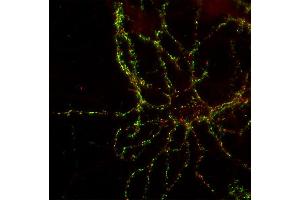 Indirect immunolabeling of PFA fixed rat hippocampus neurons with anti-shank 3 (dilution 1 : 500; red), counterstained with mouse anti-synapsin 1 (cat.