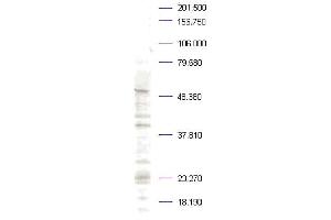 Western blot analysis is shown. (PLK1 anticorps  (pThr210))