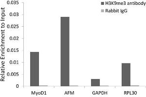 Chromatin Immunoprecipitation (ChIP) image for anti-Histone H3 (H3) (H3K9me3) antibody (ABIN3016030) (Histone 3 anticorps  (H3K9me3))