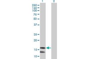 Western Blot analysis of MRPL43 expression in transfected 293T cell line by MRPL43 MaxPab polyclonal antibody.