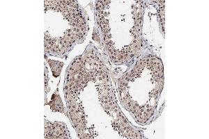 Immunohistochemical analysis of A on paraffin-embedded Human testis tissue.