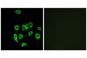 Immunofluorescence (IF) image for anti-Mitochondrial Ribosomal Protein L32 (MRPL32) (Internal Region) antibody (ABIN1850558)