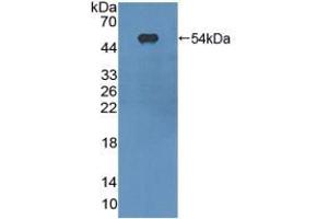 Figure. (CD11c anticorps  (AA 907-1115))