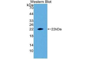Western Blotting (WB) image for anti-Erythropoietin (EPO) (AA 28-192) antibody (ABIN1078000)