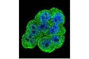 Confocal immunofluorescent analysis of DEF Antibody (N-term) Cat. (C11ORF58 anticorps  (N-Term))