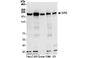 Western Blotting (WB) image for anti-Carboxypeptidase D (CPD) (AA 1330-1380) antibody (ABIN7450138)