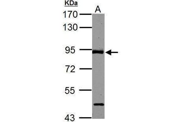 ABR antibody  (C-Term)