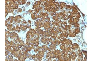 Formalin-fixed, paraffin-embedded human Pancreas stained with Cytochrome C Mouse Monoclonal Antibody (7H8. (Cytochrome C anticorps  (AA 1-80))