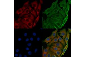 ABIN6257467 and ABIN6274784 staining Hela cells by IF/ICC. (RPL7 anticorps  (C-Term))