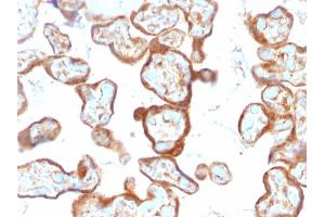 Formalin-fixed, paraffin-embedded human Placenta stained with Thymidine Phosphorylase / PD-ECGF Monoclonal Antibody (SPM322). (Thymidine Phosphorylase anticorps)