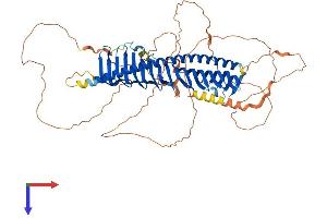 AlphaFold protein structure predicition of Mouse Recombinant Jph4 Protein, UniprotID Q80WT0