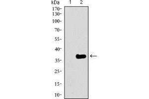 Western blot analysis using GATA6 mAb against HEK293 (1) and GATA6 (AA: 491-557)-hIgGFc transfected HEK293 (2) cell lysate.