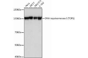 Western blot analysis of extracts of various cell lines, using DNA topoisomerase I (DNA topoisomerase I (TOP1)) Rabbit mAb (ABIN7270850) at 1:1000 dilution. (Topoisomerase I anticorps)