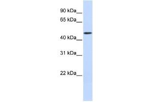 WDR21A antibody used at 1 ug/ml to detect target protein. (DCAF4 anticorps  (Middle Region))