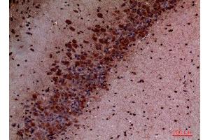 Immunohistochemistry (IHC) analysis of paraffin-embedded Mouse Brain, antibody was diluted at 1:100.