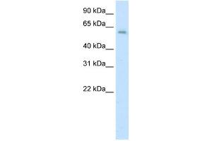 WB Suggested Anti-AATF Antibody Titration:  0. (AATF anticorps  (C-Term))