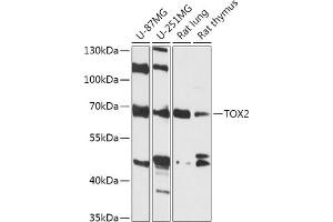 Western blot analysis of extracts of various cell lines, using TOX2 antibody (ABIN7270860) at 1:1000 dilution. (TOX2 anticorps  (AA 1-140))