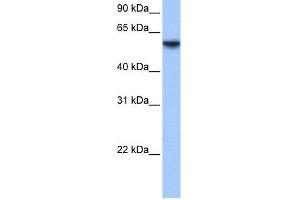 WB Suggested Anti-ISYNA1 Antibody Titration: 0. (ISYNA1 anticorps  (N-Term))