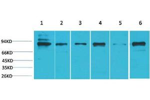Western Blot (WB) analysis of 1) K562, 2) HeLa, 3) 3T3, 4) Mouse Heart Tissue, 5) PC12, 6) Rat Heart Tissue with STAT5bRabbit Polyclonal Antibody diluted at 1:2000. (STAT5B anticorps)