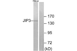 Western blot analysis of extracts from HeLa cells, using JIP3 antibody. (JIP3 anticorps  (Internal Region))