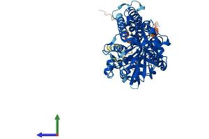 AlphaFold protein structure predicition of Mouse Recombinant Smox Protein, UniprotID Q99K82