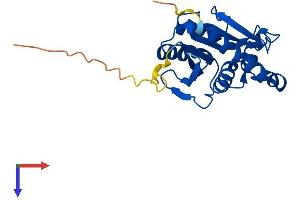AlphaFold protein structure predicition of Human Recombinant PTRH1 Protein, UniprotID Q86Y79