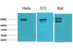 Western Blot (WB) analysis of 1) HeLa, 2) 3T3, 3) Rat Heart Tissue using Stat1 Polyclonal Antibody. (STAT1 anticorps)