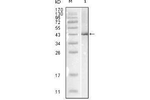 Western blot analysis using Influenza B virus Nucleoprotein mouse mAb against full-length recombinant Influenza B virus Nucleoprotein. (Nucleoprotein anticorps (Influenza B Virus (B/Lee/40)))
