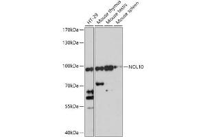 Western blot analysis of extracts of various cell lines, using NOL10 antibody (ABIN7269031) at 1:1000 dilution. (NOL10 anticorps  (AA 300-400))