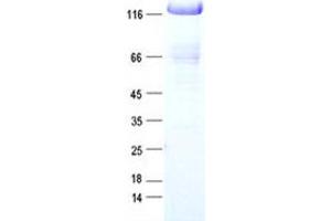 Validation with Western Blot