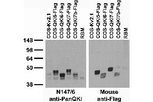 Adult rat brain membrane (RBM) and transfected cell immunoblot: extracts of RBM and COS cells transiently transfected with Flag-tagged QKI-5, QKI-6, QKI-7 and QKI-7b or untagged Kv2.