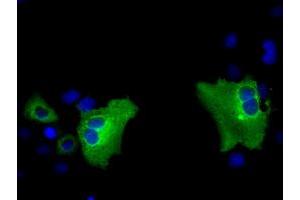 Anti-PASK mouse monoclonal antibody (ABIN2453422) immunofluorescent staining of COS7 cells transiently transfected by pCMV6-ENTRY PASK (RC209096). (PASK anticorps)