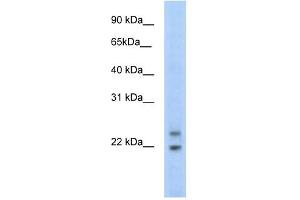 C330003B14RIK antibody (20R-1169) used at 0. (CPHX anticorps  (N-Term))