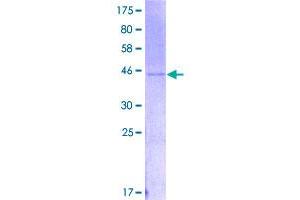 Image no. 1 for Interferon gamma (IFNG) (AA 1-166) protein (GST tag) (ABIN1307498)