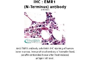 Image no. 1 for anti-Egf-Like Module Containing, Mucin-Like, Hormone Receptor-Like 1 (EMR1) (Extracellular Domain), (N-Term) antibody (ABIN1733989)