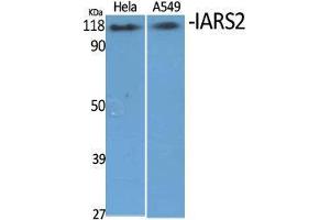 Western Blot (WB) analysis of specific cells using IARS2 Polyclonal Antibody.