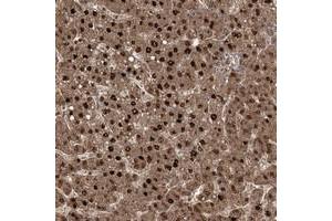 Immunohistochemical staining of human liver with ZBBX polyclonal antibody  shows strong nuclear and cytoplasmic positivity in hepatocytes. (ZBBX anticorps)