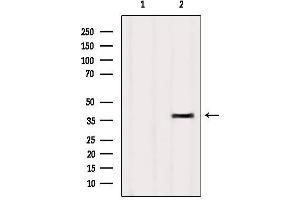 Western blot analysis of extracts from HUVEC, using OR4D9 Antibody.