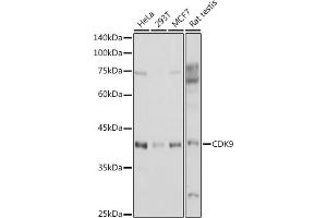 Western blot analysis of extracts of various cell lines, using CDK9 antibody (ABIN6129241, ABIN6138331, ABIN6138332 and ABIN6214015) at 1:1000 dilution. (CDK9 anticorps  (AA 153-372))