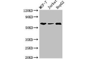 Western Blot Positive WB detected in: MCF-7 whole cell lysate, Jurkat whole cell lysate, HepG2 whole cell lysate All lanes: SHOC2 antibody at 3 μg/mL Secondary Goat polyclonal to rabbit IgG at 1/50000 dilution Predicted band size: 65, 60 kDa Observed band size: 65 kDa (SHoc2/Sur8 anticorps  (AA 3-89))